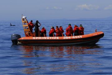 Victoria Whale-Watching Tour by Zodiac