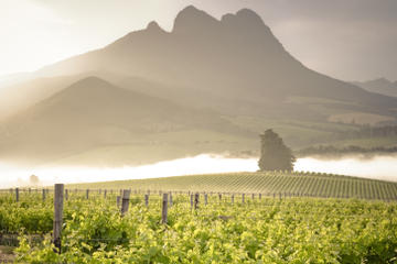 Vine Hopper: Hop-On Hop-Off Wine Tour - Northern Route