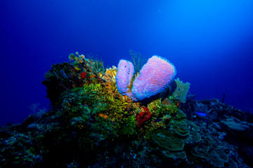 VIP 2-Tank Dive plus Pristine Bay Resort in Roatán