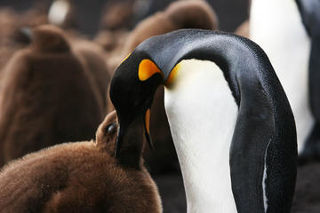 Volunteer Point in Falkland Islands Volunteer Point in Falkland Islands