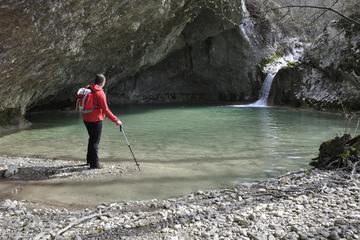 Walking Trail of Giants Half-day Waling Tour