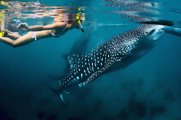 Whale Shark Snorkeling: Day Excursion to La Paz