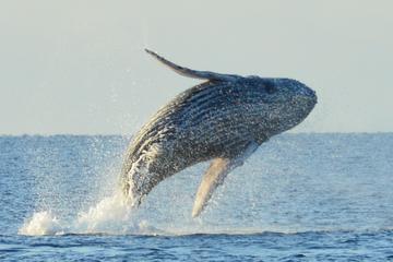 Whale Watching Adventure From Kona Hawaii