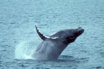 Whale Watching and Dolphin Spotting Cruise from the North Island