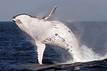 Whale Watching and Surfers Paradise Day Trip from Brisbane
