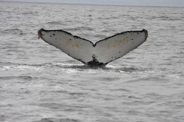 Whale Watching & Wildlife Eco Tour from San Francisco