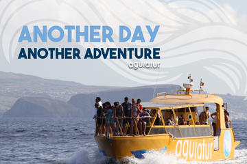 Whale Watching Azores