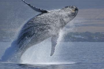 Whale-Watching Cruise and Fremantle Day Trip from Perth