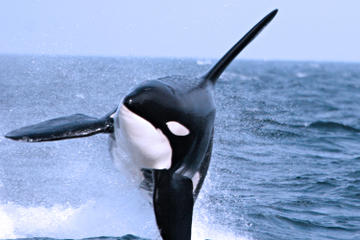 Whale-Watching Cruise from Victoria to Vancouver