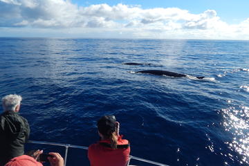 Whale Watching Off Portugal's Coast