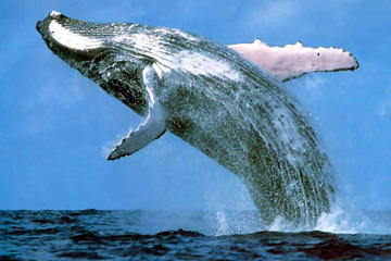 Whale Watching, Sea Turtle and Shark Feeding Day Tour to Praia do Forte