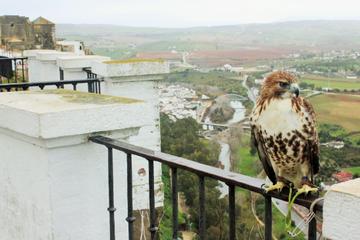 White Villages Tour from Seville with Optional Visit to Ronda and Olive Oil Tasting