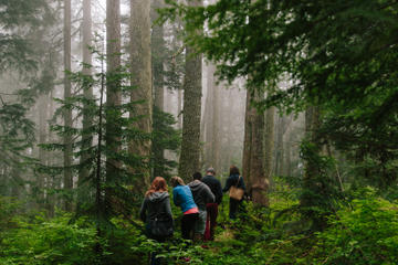 Wild Edible Plants - Rainforest Walking Tour with Lunch