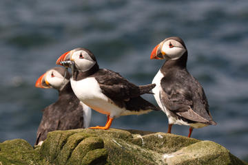 Wildlife Cruise from John O'Groats