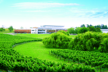 Wine Makers Experience from Auckland