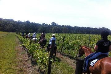 Wine Tour - Horse Ridding Tour in the Vineyards