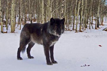 Yamnuska Wolfdog Sanctuary Guided Tour