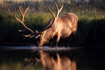 Yellowstone Guided Day Tour From Jackson Hole