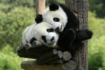 Zhouzhi Panda Visit Day Tour from Xi'an